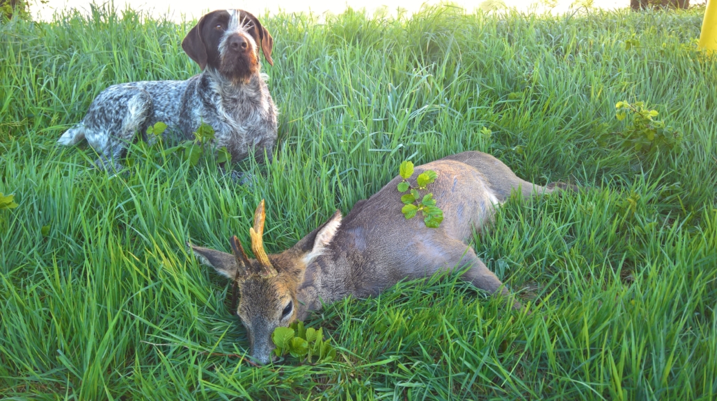 Pedro mit Bock